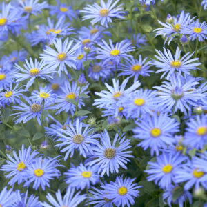 Aster x frikartii Moench