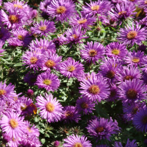 Aster novae-angliae Purple Dome