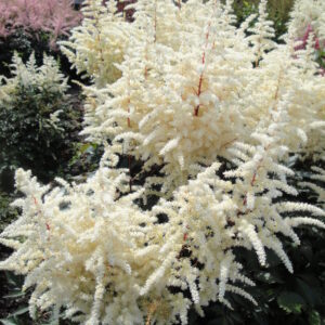 Astilbe Cappuccino