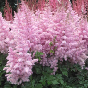 Astilbe Ice Cream