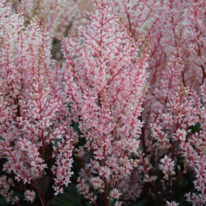 Astilbe Look at Me