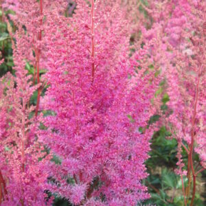 Astilbe Mea