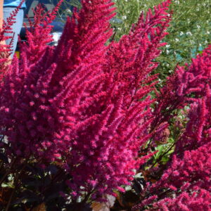 Astilbe Mighty Chocolate Cherry