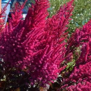 Astilbe Mighty Chocolate Cherry