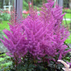 Astilbe Nemo