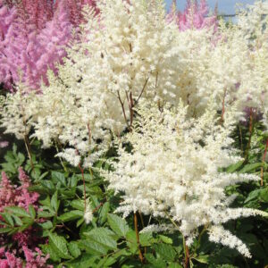 Astilbe Mighty Plonie