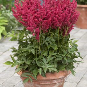 Astilbe Short 'n' Sweet Fireberry