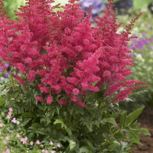 Astilbe Younique Carmine