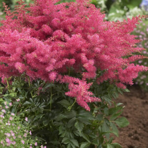 Astilbe Younique Cerise