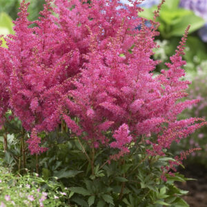 Astilbe Younique Lilac