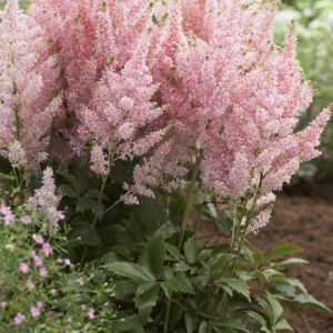 Astilbe Younique Salmon