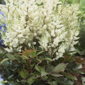 Astilbe Younique White