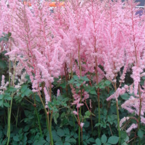 Astilbe Mighty Pip