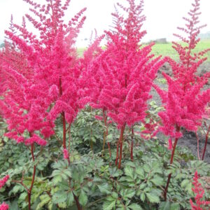 Astilbe Mighty Red Quin