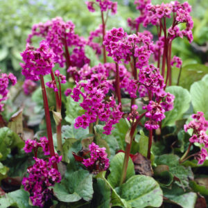 Bergenia Eroica
