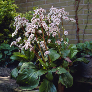 Bergenia Silberlicht