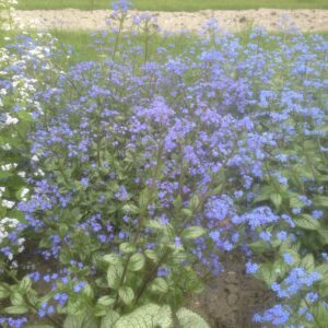 Brunnera macrophylla Sea Heart