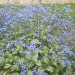 Brunnera macrophylla Silver Heart
