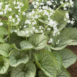 Brunnera macrophylla Mr Morse