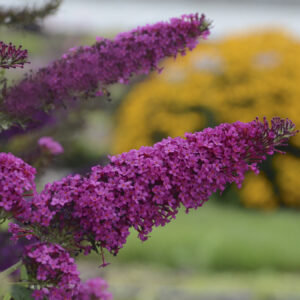 Buddleja davidii Monarch™ Queen of Hearts