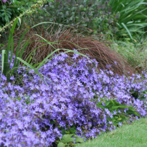 Campanula poscharskyana Blue Waterfall