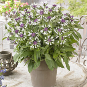 Centaurea montana Amethyst in Snow