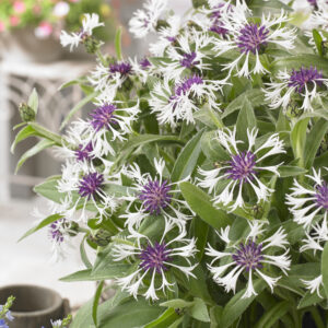 Centaurea montana Amethyst in Snow