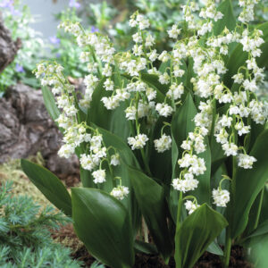 Convallaria majalis Prolificans