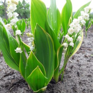 Convallaria majalis Hardwick Hall