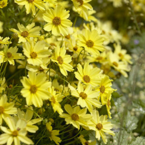 Coreopsis verticillata 'Creme Brulee'