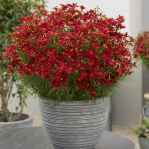 Coreopsis verticillata 'Sizzle & Spice Hot Paprika