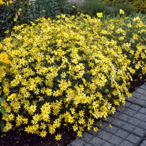 Coreopsis hybrid  'Moonbeam'