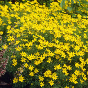 Coreopsis verticillata 'Zagreb'