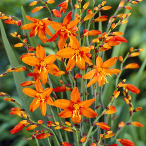 Crocosmia Babylon