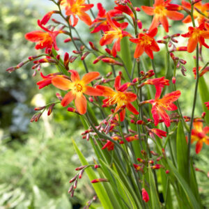Crocosmia Carmine Brilliant