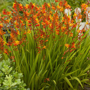 Crocosmia Fire Jumper