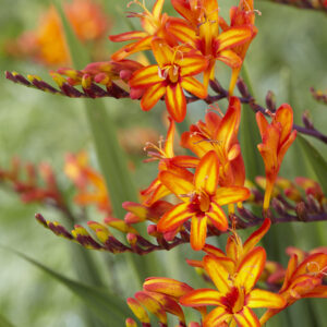 Crocosmia Firestars™ Firestarter