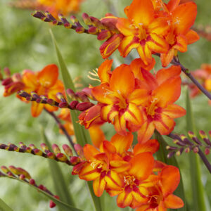 Crocosmia Firestars™ Scorchio