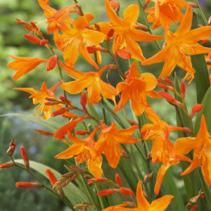 Crocosmia Star of the East