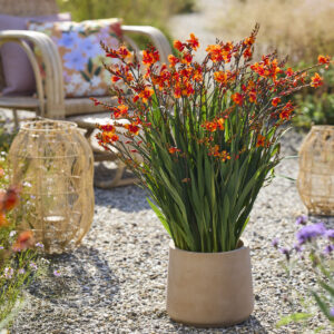 Crocosmia Walbertons Bright Eyes