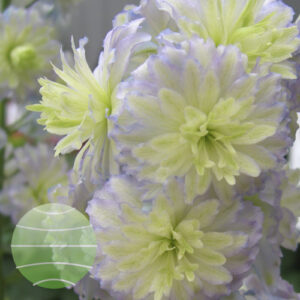 Delphinium elatum Highlander Moonlight