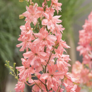 Delphinium hybrid Princess Caroline