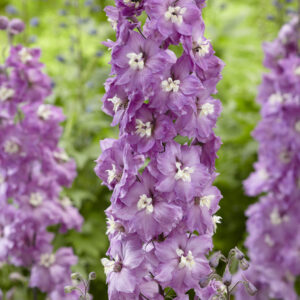 Delphinium elatum Strawberry Fair