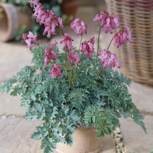 Dicentra Candy Hearts