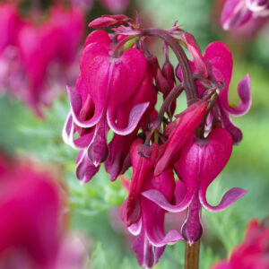 Dicentra Red Fountain