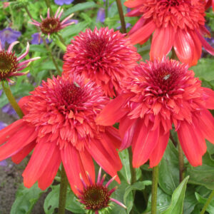 Echinacea mid double Eccentric