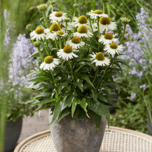 Echinacea mid single Meditation White