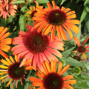 Echinacea compact single Orange Skipper