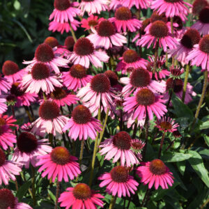 Echinacea mid single Sensation Pink