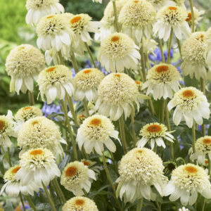 Echinacea tall double Milkshake